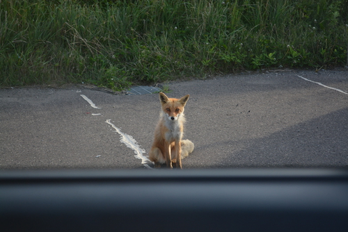 DSC_4380.JPG