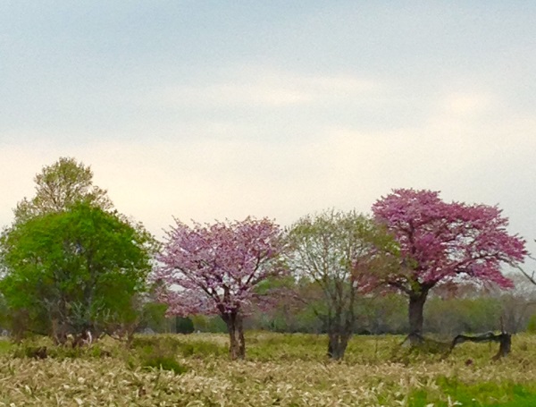 桜　尾岱沼20170521.jpg