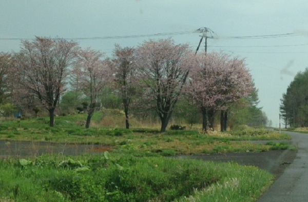 20180517　11号桜.JPG