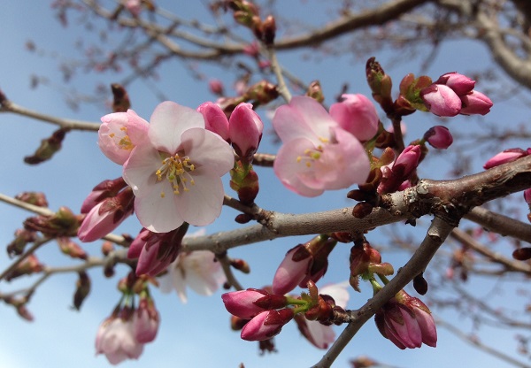 20180560桜２.JPG