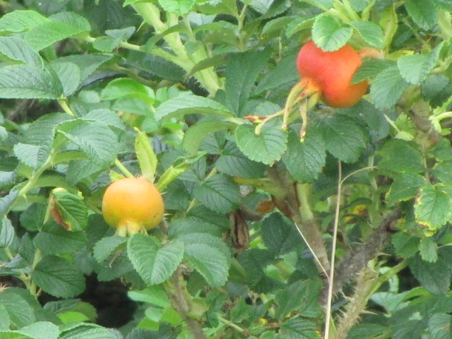 20230803_101116.JPG