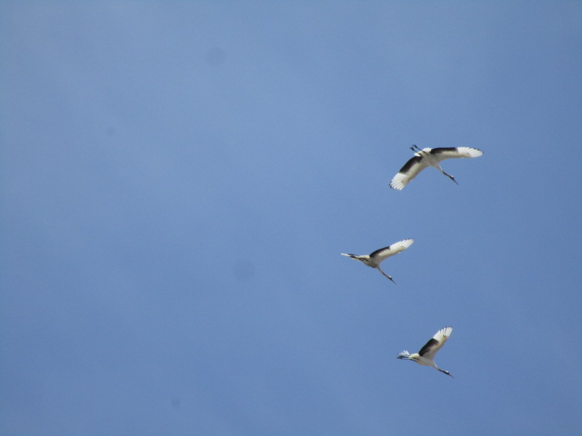 20250411_095933.JPG