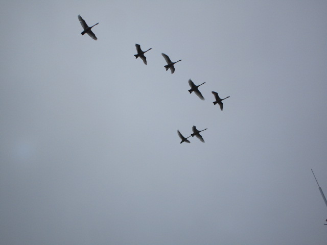 20250415_095824.JPG
