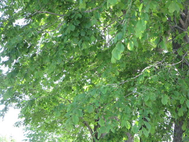 20250609_094741.JPG