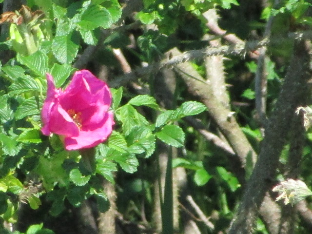 20250618_094240.JPG