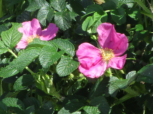20250623_095016.JPG