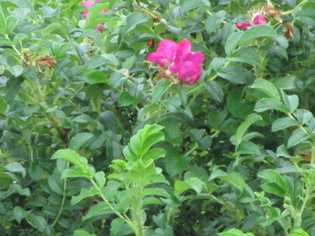 20250702_101326.JPG