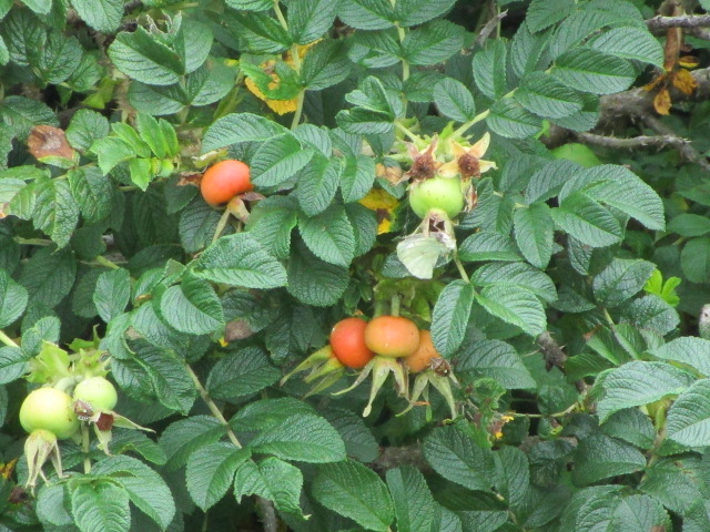 20250804_101252.JPG