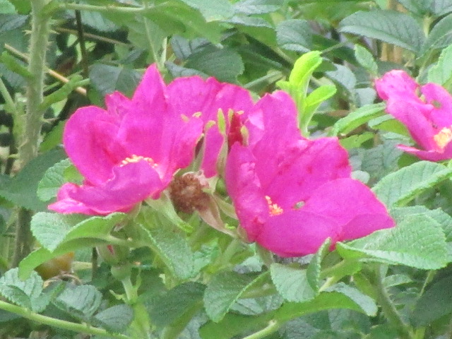 20250825_094909.JPG