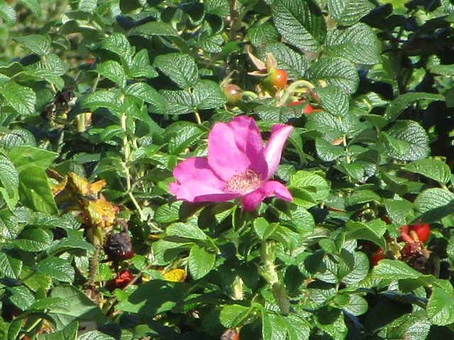 20250923_134240.JPG
