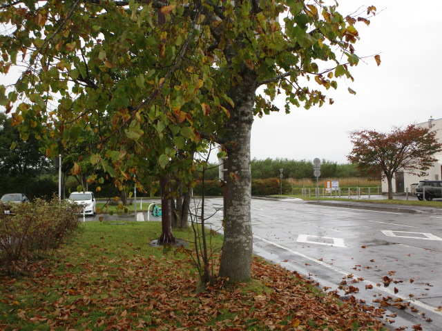 20250925_104547.JPG