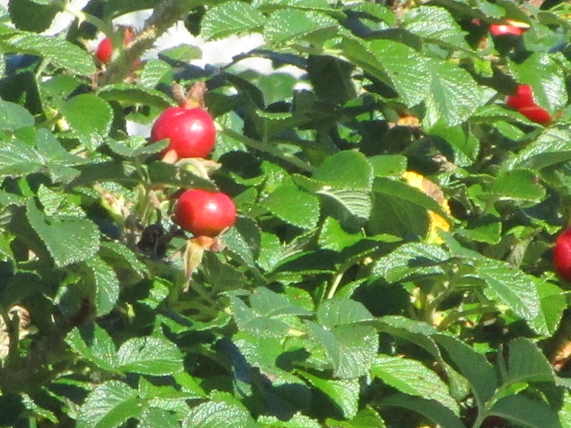 20250928_093649.JPG