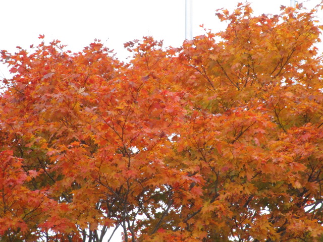 20251018_093918.JPG