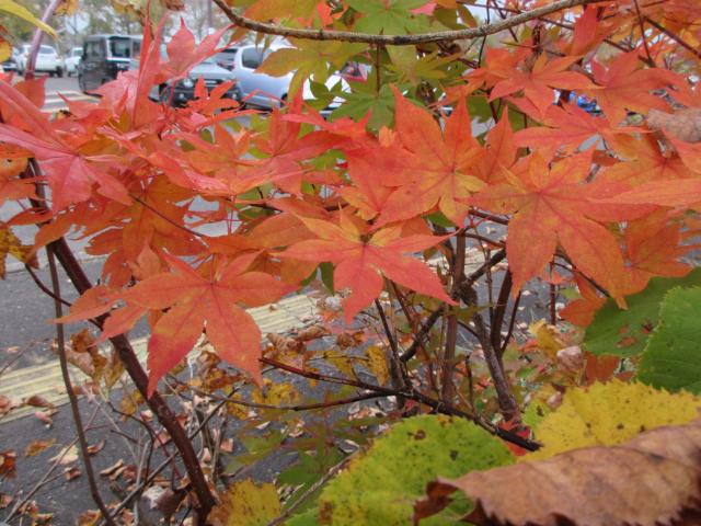 20261012_102638.JPG